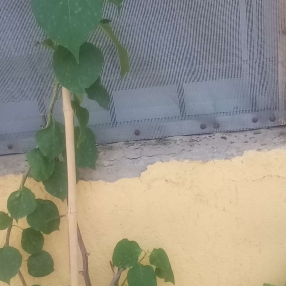 Veronica, Niñera en Maipú