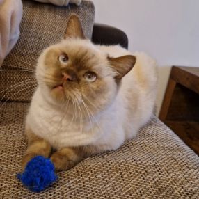 Magali, Gezin in Gembloers