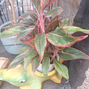 Maria, Família em Dracena