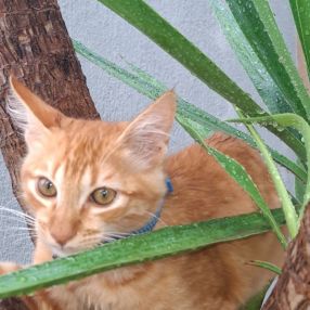 Lucas, Família em Paraty