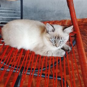 Adriany, Família em Ponta Porã