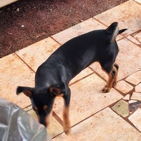 LUCAS, Família em Tangará da Serra