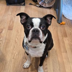 Lily, Family in Beaconsfield