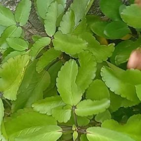 Daphne, Famille à Repentigny