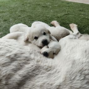 Francesco, Famiglia a Basilicata