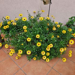 Elisa, Famiglia a Giarre