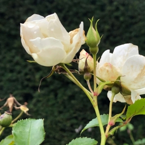 Rose, Babysitter in Nunspeet
