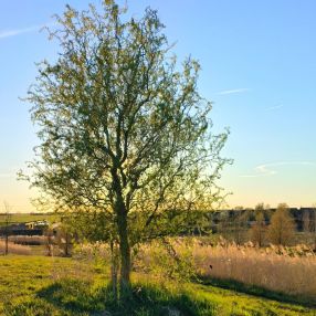 Paulina, Gezin in Appingedam