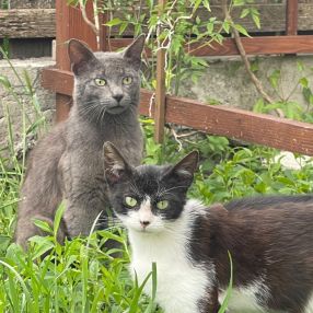 Severina, Familie în Tecuci