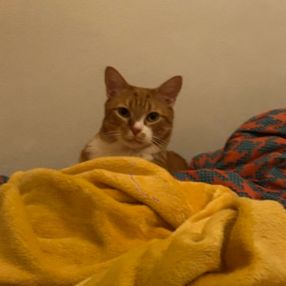 Ana-Maria, Babysitter în Brașov