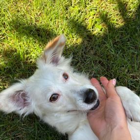 Adina, Familie în Craiova